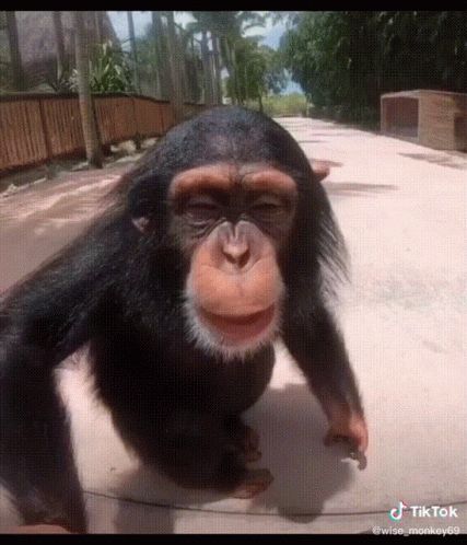 Monkey Gif, Kissy Face, Perfect Face, In Gif, Heart Gif, Primates, A Kiss, Cute Gif, Animals And Pets