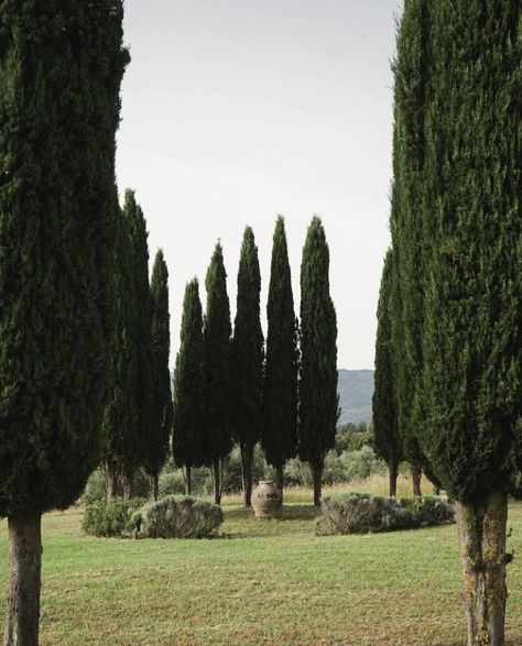 ©️ Sofia Molinaro - Villa Arniano Italian Countryside, Peaceful Life, Rory Gilmore, French Countryside, Old Money Aesthetic, English Countryside, Green Aesthetic, The Field, Gossip Girl