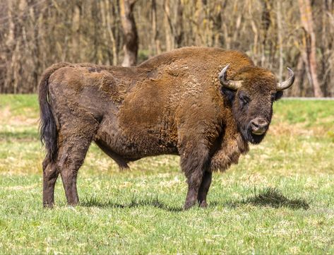 European Bison, Lion Facts, Dolphin Facts, Snake Facts, Lamar Valley, Keystone Species, Visit Yellowstone, Safety Rules, Komodo Dragon