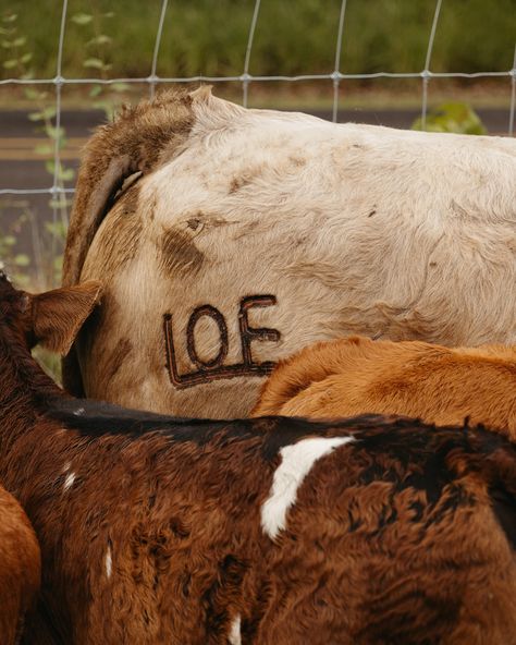 When @loeco.cattle reached out to me to capture their branding, I couldn’t have been more excited to say YES! As a photographer with a passion for the western lifestyle, the chance to document a cattle branding was a dream come true. Today was nothing short of amazing. The morning was filled with the sounds of cattle and the energy of the ranching community as they worked together in perfect harmony. Every moment was a testament to the hard work and tradition that goes into ranch life. This... Cattle Photography, Cattle Branding, Ranch Logo, Cattle Brands, Western Lifestyle, Cattle Ranching, Ranch Life, A Dream Come True, Perfect Harmony