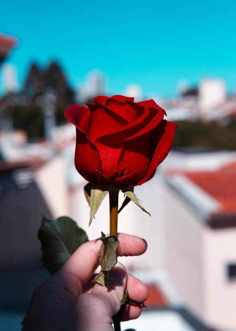 Person holding a rose in a city Rose Pfp, Holding A Rose, Rose Reference, Reference Pose, Rose City, Beautiful Rose Flowers, Public Domain Images, Cute Couple Pictures, A Rose