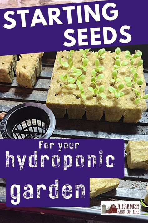 Hydroponic Gardening Diy, Hydroponics Setup, Indoor Hydroponic Gardening, Hydroponic Lettuce, Hydroponic Gardening System, Hydroponic Vegetables, Hydroponic Grow Systems, Hydroponic Garden, Starting Seeds