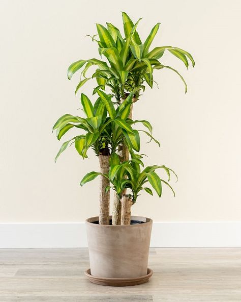 22 Plants That Grow Without Sunlight • India Gardening Corn Tree Plant, Large Floor Plants, Dracena Massangeana, Corn Plant Indoor Care, Corn Plant Indoor, Dracena Plant, Dracaena Massangeana, Best Indoor Trees, Gerbera Jamesonii