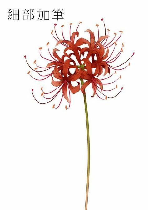 Spider Lily Drawing Tattoo, Red Spider Lily Drawing Easy, How To Draw Spider Lily, How To Draw Red Spider Lily, Spider Lily Drawing Tutorial, Spider Flower Tattoo Design, Spider Flower Drawing, Spider Lily Flower Drawing, Higanbana Art