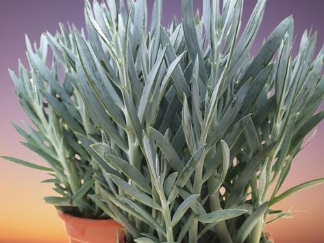 Senecio serpens (Blue Chalksticks Plant) Indoor Care and Propagation Blue Chalksticks, Senecio Serpens, Succulent Fertilizer, Scale Insects, Plant Indoor, Propagating Succulents, Succulent Soil, Cactus And Succulents, Grow Lights