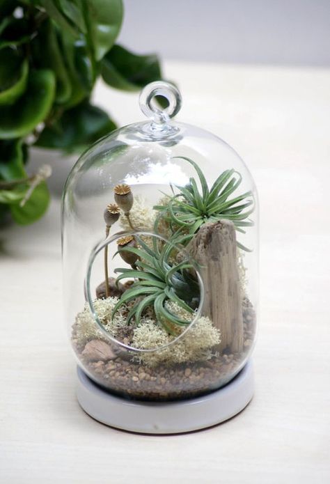 Tillandsia Terrarium, Air Plant Garden, Air Plants Decor, Hanging Terrarium, Air Plants Care, Plant Terrarium, Air Plant Display, Air Plant Terrarium, Tillandsia Air Plant