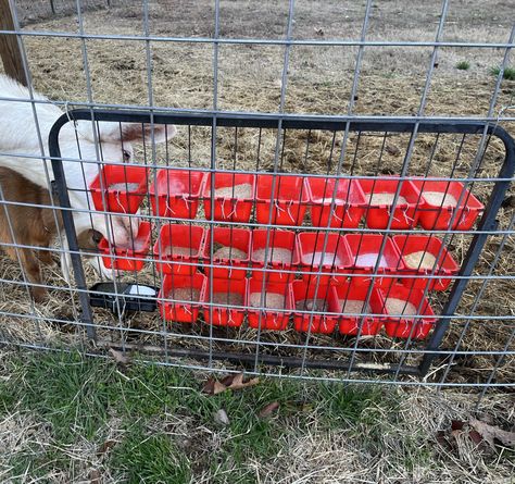 Mineral Buffet Feeder Ideas – The Holistic Goat Mineral Buffet For Goats, Goat Mineral Feeder Diy, Goat Mineral Buffet, Diy Mineral Feeder, Goat Hay Feeder, Goat Feeder, Rabbit Feeder, Dispenser Diy, Cattle Panels