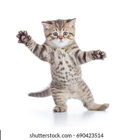 Jumping Cat, Cat Standing, Funny Looking Cats, Profile Wallpaper, Cat Png, Cat Reference, Cat Stock, Image Cat, Cat Stands