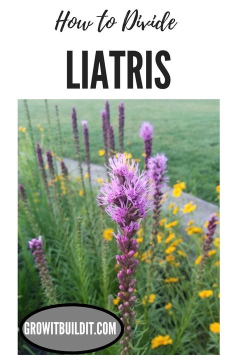 Liatris is a genus of flowers that contains over 50 species!  Most species are native to North America.  Some species only inhabit a small part of the country, while others cover wide areas.  They are very popular flowers for their showiness as well as their toughness.  These are very hard plants to kill!  In this article I will show you how I divide Liatris, and when to do so.  For reference, I will be dividing Liatris Spicata in this article. Liatris Spicata, Perennials Low Maintenance, Grow From Seed, Blazing Star, Long Blooming Perennials, Rose Garden Design, Plant Wishlist, Full Sun Perennials, Native Plant Gardening