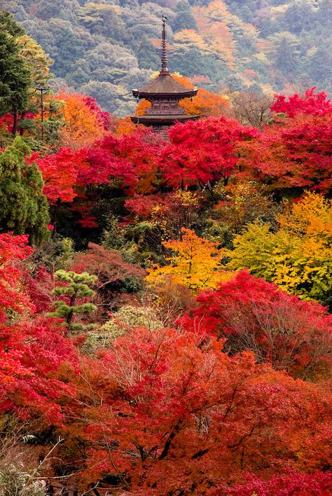 The autumn of Kyoto | Kiyomizudera, Kyoto, Japan | takay | Flickr Bamboo Forest Japan, Kiyomizu-dera Temple, Japan Autumn, Tokyo Japan Travel, Japan Landscape, Kiyomizu Dera, Japanese Temple, Japan Aesthetic, Tromso