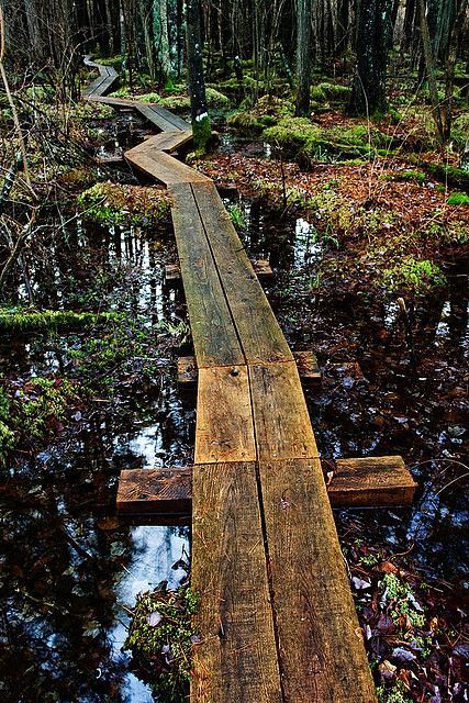 Wood Walkway, Wooden Walkways, Forest Path, Traditional Landscape, The Walk, Nature Trail, Garden Paths, Walkway, The Cool