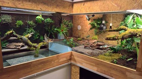 Caiman Crocodilus enclosure Glasögonkajman terrarium Caiman Enclosure, Alligator Enclosure, False Chameleon, Custom Vivarium, Reptile Setup, Snake Tanks, Uromastyx Lizard, Caiman Lizard, Frog Vivarium