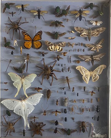 Insect Room Decor, Bug Pinning Aesthetic, Bug Collector Aesthetic, Pinned Bugs, Taxidermy Bugs, Bugs Aesthetic, Entomology Decor, Adam Carlsen, Bug Taxidermy