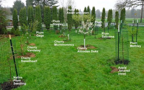 Fruit Trees Garden Design, Trees Backyard, Home Orchard, Tree Garden Design, Fruit Trees Backyard, Fruit Tree Garden, Lovely Landscapes, Orchard Design, Orchard Garden