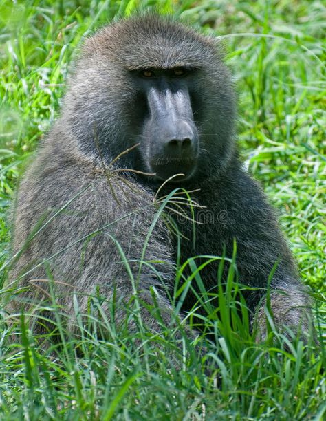 Baboon. Male Olive Baboon in Amboseli National Park, Kenya , #spon, #Olive, #Male, #Baboon, #Amboseli, #Kenya #ad Olive Baboon, Amboseli Kenya, Amboseli National Park, Nature Therapy, Mood Stone, Africa Wildlife, Mandrill, Flying Monkey, Baboon