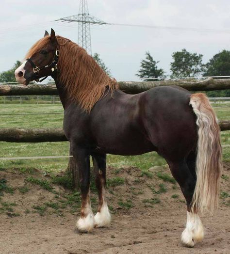 Welsh Cob (section D) stallion Lidgett Mab Daniel Horse Genetics, Horses Pictures, Liver Chestnut, Unusual Horse, Rare Horses, Welsh Pony, Horse Colors, Chestnut Horse, Beautiful Horse