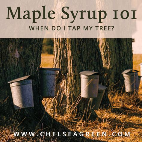 How To Tap A Maple Tree, Maple Tree Tapping, Maple Sap Collecting, Tap Maple Tree, Vermont Homestead, Making Syrup, Earth Creature, Maple Syrup Taps, Diy Maple Syrup