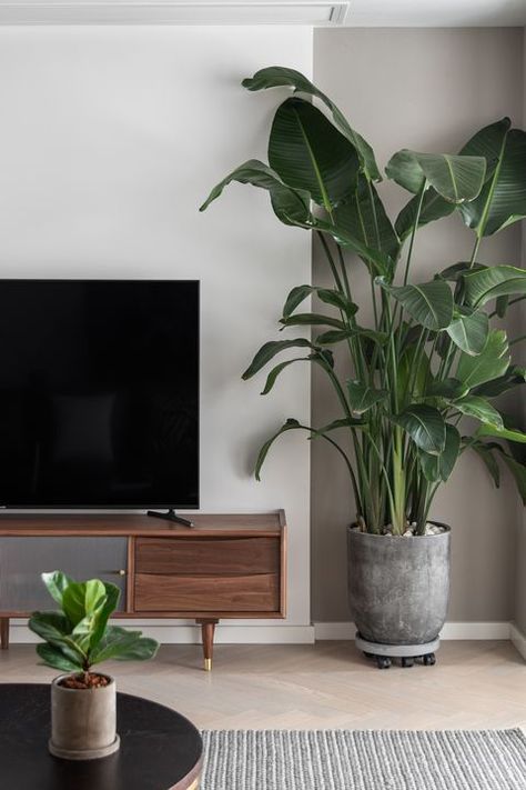 10 Best Aesthetic Plants - Beautiful Indoor Houseplants Living Room Plants Decor, Moderne Have, نباتات منزلية, Living Room Plants, Glam Living Room, Plant Decor Indoor, Interior Plants, Plant Aesthetic, House Plants Decor