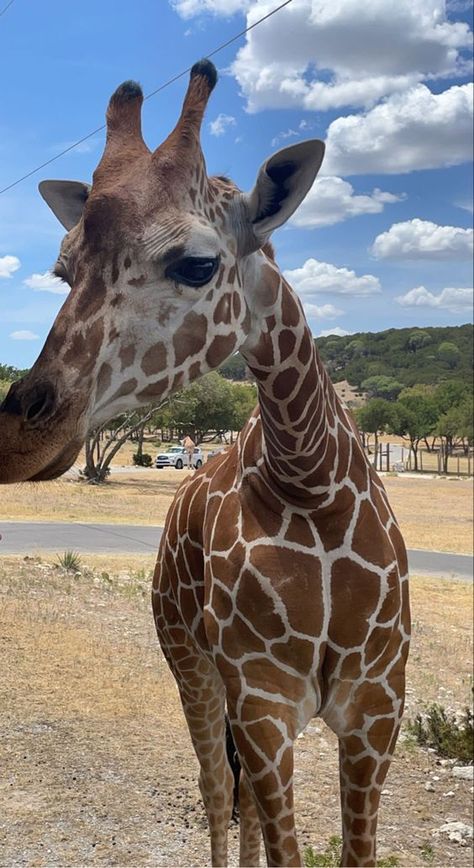 Pretty Animals, Cute Animal Photos, Cute Creatures, Giraffes, Animal Photo, New Perspective, Cute Little Animals, Amazing Photos, Love Animals