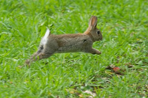 Bunny Running, Rabbit Pose, Rabbit Running, Running Rabbit, Rabbit Jumping, Fairy Cat, Young Rabbit, Rabbit Photos, Rabbit Run