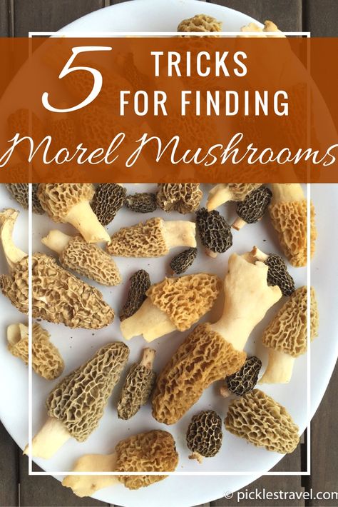 Mushroom Medicine, Moral Mushrooms, Morel Mushroom Recipes, Mushrooms Wild, Morel Mushroom Hunting, Edible Wild Mushrooms, Mushrooms Recipes, Mushroom Guide, Edible Fungi