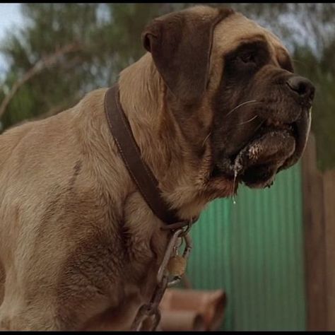 most-famous-dogs-sandlot-beast-hercules Sandlot Dog, Bruiser Woods, Turner And Hooch, Fashion Innovation, Chihuahua Names, Dog Training School, Marley And Me, French Mastiff, Film Journal