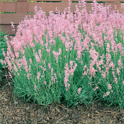 English Lavender sports pink colored lavender flowers, and that great fragrance.  We especially like this for its compact habit. Suitable for Zone 4, English Lavender prefers sun in moist well-drained soil. Lavender Seeds, Lavender Herb, English Lavender, Lavender Plant, Pink And White Flowers, Blooming Plants, Lavandula Angustifolia, Pink Lavender, Herb Seeds