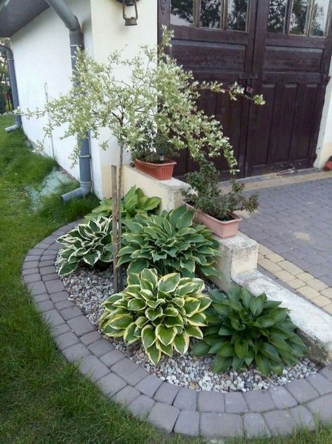 Funny Vine, Small Garden Landscape, Front Landscaping, Have Inspiration, Home Landscaping, Front Yard Garden, Landscaping Tips, Front Yard Landscaping Design, Small Gardens