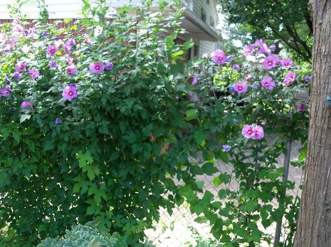 natural privacy fence of rose of sharons Rose Of Sharon Privacy Hedge, Rose Of Sharon Hedge Fence, Grassy Backyard, Natural Privacy Fences, Privacy Hedge, Backyard Patio Ideas, Patio Privacy, Garden Privacy, Rose Of Sharon