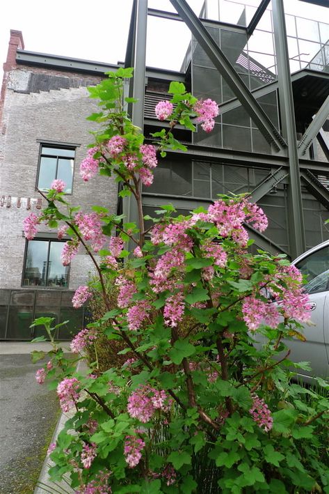 Size: 6-10 feet tall x about 6-8 feet wide Habit: Bushy and rounded in full sun; open and rangy in shade. Flower color: From a cerise pinkish-red to pale pink to white. Foliage: Approximately one-inch long leaves are shaped like small, crinkly maple leaves. Culture: Flowering currant is a forest margin plant so dappled light is just fine. It also thrives in full sun. It is unfussy about soil, except that it should drain properly, plant is tolerant of dry soil, adapted to our summer-dry climate. Flowering Currant, Portland Garden, Pretty Leaf, California Garden, Dappled Light, Spring Flowering Bulbs, Summer Water, Pollinator Garden, Native Garden