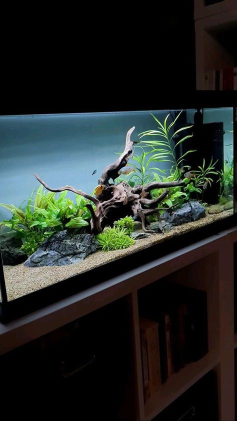 Aquarium For Home, Aquarium Home Decor, Big Fish Tanks, Turtle Tank Setup, Aquarium Home, Large Fish Tanks, Turtle Aquarium, Biotope Aquarium, Cichlid Aquarium