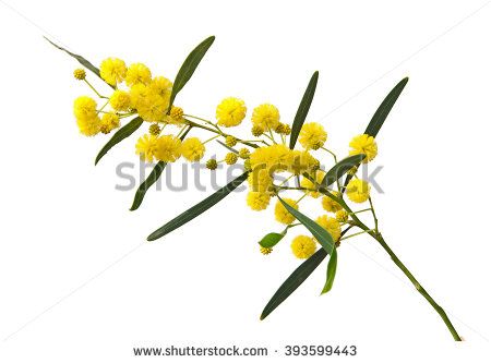 Close up of Acacia saligna Wattle Flower, Genetic Diversity, Golden Wattle, Australian Wildflowers, Australian Native Flowers, Australian Plants, Invasive Plants, Invasive Species, Plant Species