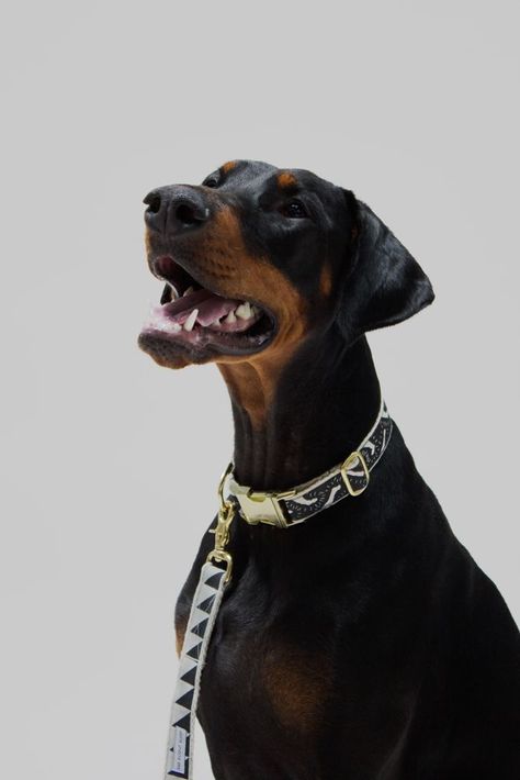 Doberman Natural, Doberman Love, Doberman Pinscher Dog, Doberman Dogs, Dog Products, Doberman Pinscher, Detail Shop, Doberman, Cuteness Overload