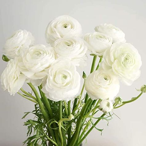 AmazonSmile : White Ranunculus Bulbs - 10 Bulbs Perennial Flowers Plant Bonsai Suitable for Outdoor Garden Home Balcony Decor : Garden & Outdoor Ranunculus Corsage, Peony Care, Standard Roses, Ranunculus Flower, Holiday Flowers, White Ranunculus, Ranunculus Flowers, Silk Florals, Rose Seeds