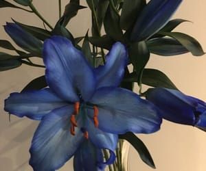 Blue Lilies, Blue Plants, Stargazer Lily, Blue Lily, Boquette Flowers, Nothing But Flowers, Blue Orchids, Iphone Wallpaper Themes, Flower Therapy