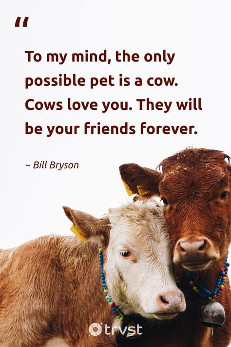 "To my mind, the only possible pet is a cow. Cows love you. They will be your friends forever." -Bill Bryson #trvst #quotes #beinspired #bethechange #cow #friends #love