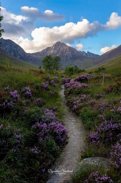 Scotland Nature, Country View, Scotland Landscape, Walkways Paths, Travel Scotland, Isle Of Arran, Ancestry Genealogy, Scotland Highlands, Rocky Road