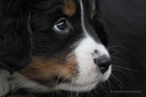 Berner Puppies, Bernese Mountain Dog Puppy, Dog Puppies, Mountain Dog, Bernese Mountain, Bernese Mountain Dog, Mountain Dogs, Dogs And Puppies, Cute Animals