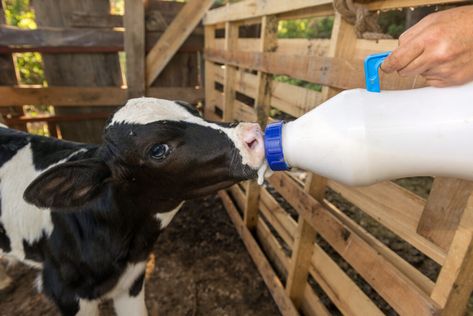 Bottle Calf Feeding Schedule, Bottle Feeding Calves, Cow Trough, Bottle Calf, Bottle Feeding Newborn, Feeding Newborn, Cow Feed, Ferdinand The Bulls, Starting A Farm