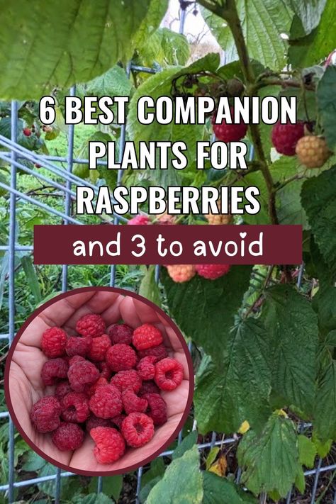 Here are the best companion plants for raspberries and a few you should avoid. Get raspberry garden ideas, backyard berry garden design tips, and how to grow raspberry bushes alongside plants that support healthy growth. Perfect for raspberry landscaping, container gardens, and creating a thriving garden for different types of raspberries! 🌿🍓 How To Grow Berry Bushes, Raspberry Landscaping, Raspberry Growing Tips, Raspberry Companion Plants, Raspberry Garden Ideas, Berry Garden Design, Raspberry Garden, Garden Ideas Backyard, Raspberry Bushes