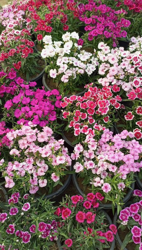 Dianthus mix Dianthus Flowers, Flowers