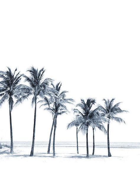 Palm Trees Wallpaper, Black And White Photo Wall, Black And White Picture Wall, Black And White Photograph, Photography 101, Tree Wallpaper, Lily Rose Depp, Black And White Aesthetic, Aesthetic Colors