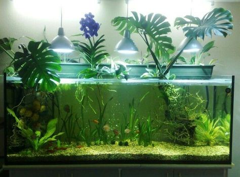 Cool Fish Tank Decorations, Water Terrarium, Aquarium Garden, Taman Air, Fish Tank Terrarium, Cool Fish Tanks, Fish Tank Design, Tropical Fish Aquarium, Indoor Water Garden