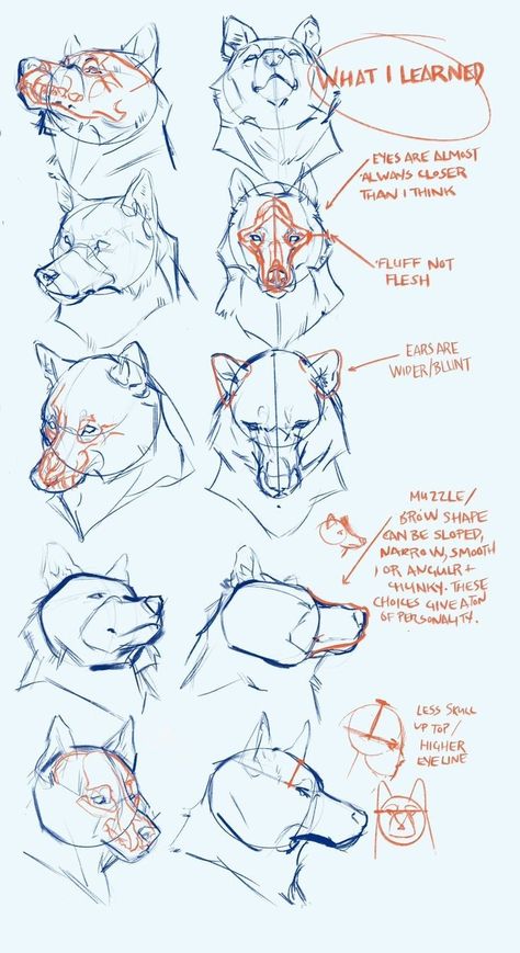 Fur Drawing, Drawing Wolf, Wolf Drawings, Wolf Designs, Wolf Sketch, Canine Drawing, Wolf Animal, Dog Anatomy, Alpha Wolf