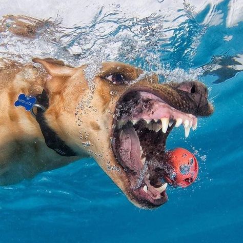 Dogs Underwater, Silly Dog Pictures, Underwater Dogs, Under The Water, Silly Dogs, Water Dog, Stunning Photography, Face Expressions, Dog Face