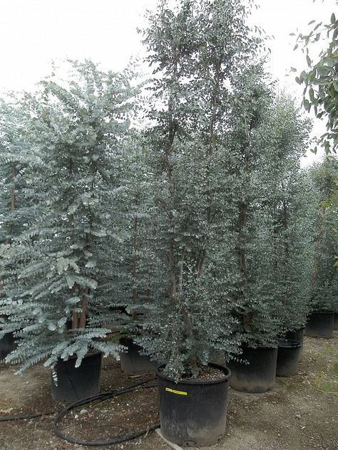 Eculyptus Plant, Growing Eucalyptus, Silver Plants, Eucalyptus Garden, Garden Core, Live Earth, Silver Plant, Eucalyptus Tree, Rural Retreats