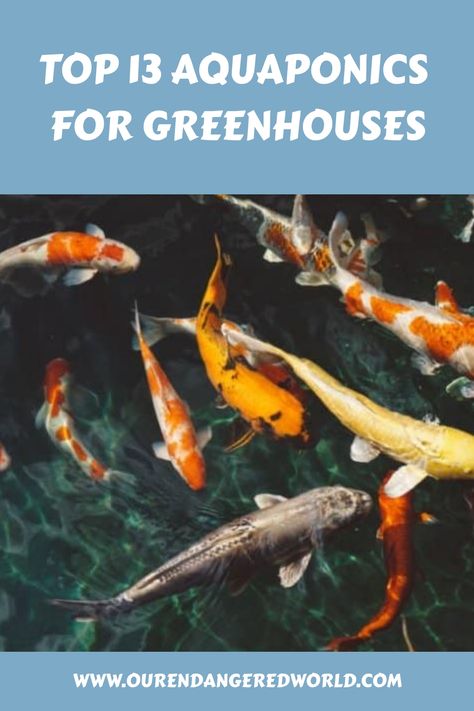 Aquaponics is a great way to produce food in a greenhouse. It provides a sustainable source of fresh vegetables and fish. Aquaponics also helps regulate the temperature inside the greenhouse, making it an ideal and Backyard Aquaponics Design, Greenhouse Aquaponics System, Fish Aquaponics, Hydroponic Fish Tank, Aquaculture Aquaponics, Best Fish For Aquaponics, Hydro Gardening, Aquaponics Aquarium, Aqua Farm