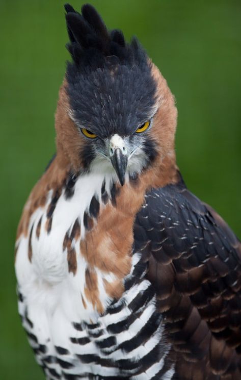 ORNATE HAWK EAGLE Aesthetic Eagle, Hawk Reference, Hawk Aesthetic, Cool Birds, Bat Hawk, Bird Of Prey, Types Of Eagles, Hawk In Flight, Hawk Pictures