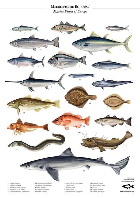 Encyclopedia Illustration, Animal Concept, Mola Mola, Rare Fish, Fish Species, Fish Illustration, Types Of Fish, Wall Accessories, Marine Biology