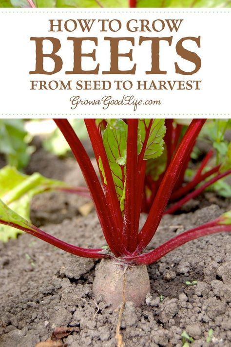 How To Plant Beets Seeds, Planting Beets From Seed, Harvest Beets, How To Grow Beets, Grow Beets, Growing Beets, Container Vegetables, Beet Greens, Organic Vegetable Garden